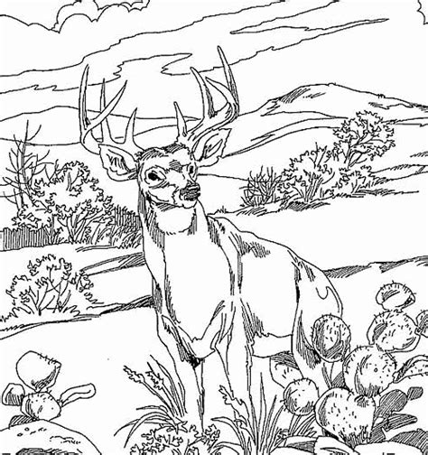 Free Printable Woodland Forest Deer Coloring Page For Deer Antlers Coloring Page - Deer Antlers Coloring Page