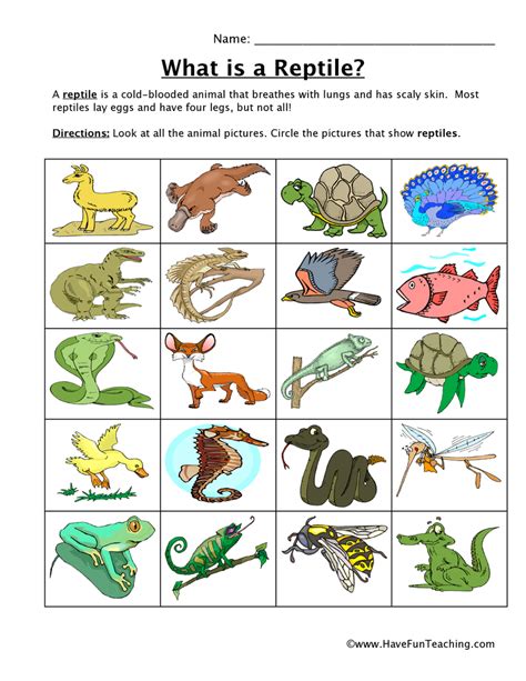 Free Reptiles Worksheets Edhelper Com Reptiles Worksheets For Kindergarten - Reptiles Worksheets For Kindergarten