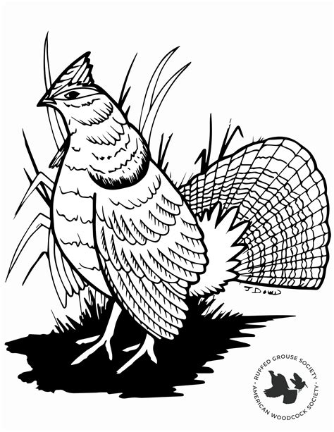 Free Ruffed Grouse Coloring Page Coloring Page Printables Ruffed Grouse Coloring Page - Ruffed Grouse Coloring Page