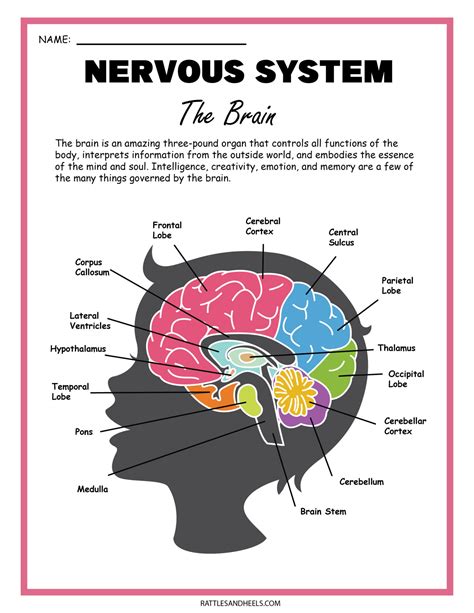 Free Science Worksheets The Nervous System Adanna Dill Nervous System Worksheet For Kids - Nervous System Worksheet For Kids