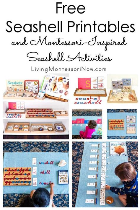 Free Seashell Printables And Montessori Inspired Seashell Activities Seashell Worksheet Grade 1 - Seashell Worksheet Grade 1