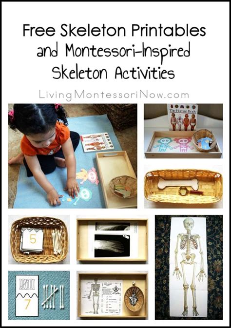 Free Skeleton Printables And Montessori Inspired Skeleton Activities Skeleton Activity For Kindergarten - Skeleton Activity For Kindergarten