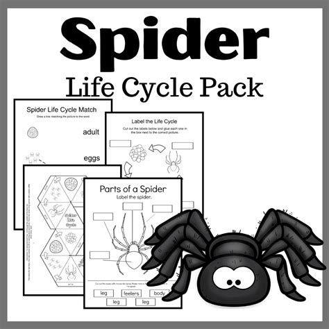 Free Spider Life Cycle Worksheet For Kids Homeschoolof1 Spiders Worksheet 4th Grade - Spiders Worksheet 4th Grade