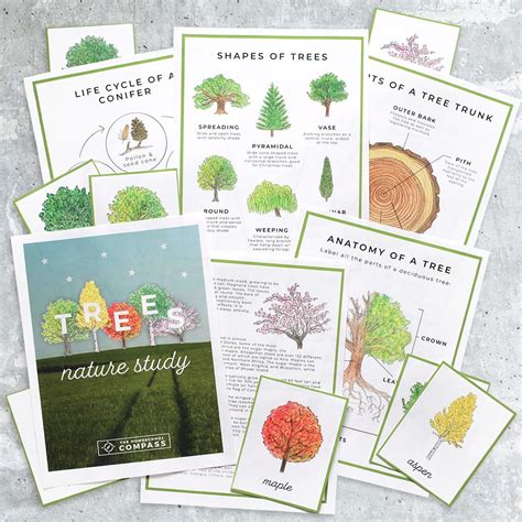 Free Tree Nature Study Printables Homeschool Compass Kindergarten Leaf Tree Worksheet - Kindergarten Leaf Tree Worksheet