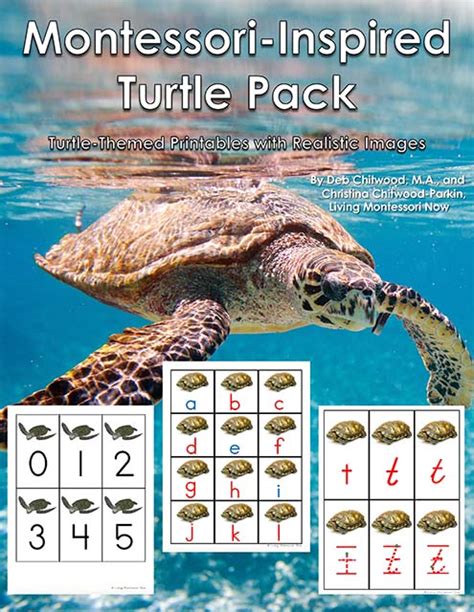 Free Turtle Printables And Montessori Inspired Turtle Activities Life Cycle Of A Turtle Printable - Life Cycle Of A Turtle Printable