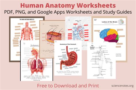 Read Online Free Anatomy Learning Guides 