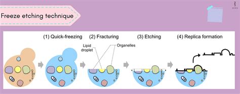 Freeze Etching Electron Microscopy