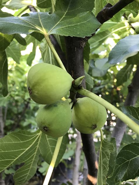 french fig farm