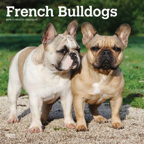 Read Online French Bulldogs 2018 12 X 12 Inch Monthly Square Wall Calendar Animals Dog Breeds French Multilingual Edition 