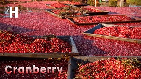 Fresh Cranberries For Processing Grades And Standards Cranberry Grade - Cranberry Grade