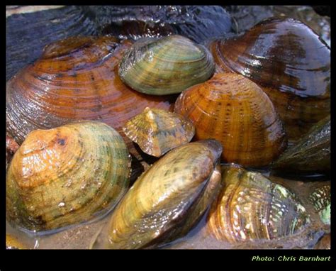 freshwater Molluscs - Mollusk Conservation