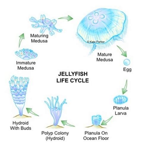 Freshwater Jellyfish Care Diet Life Cycle Breeding Jellyfish Life Cycle For Kids - Jellyfish Life Cycle For Kids