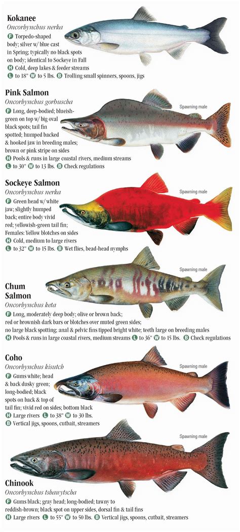 Read Online Freshwater Fishes Of The Pacific Northwest 