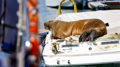 freya walross eingeschläfert