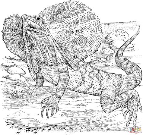 Frilled Lizard Coloring Page   Lizard Coloring Pages Coloring4free Com - Frilled Lizard Coloring Page