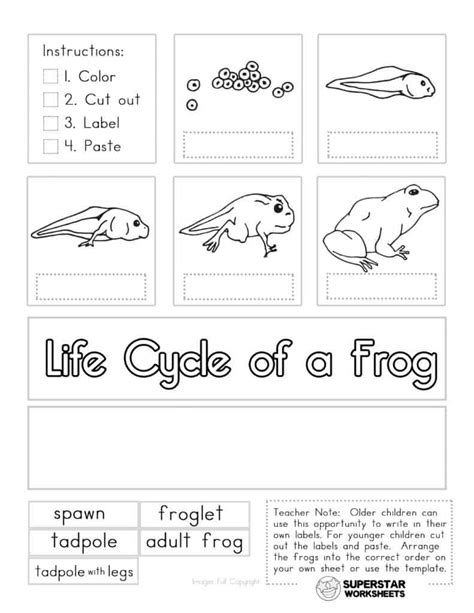 Frog Activities For Kindergarten Living Life And Learning Frogs Kindergarten - Frogs Kindergarten