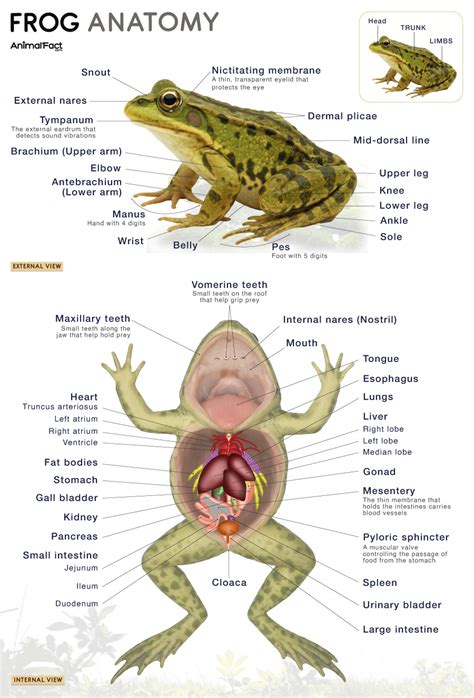 frog anatomy and functions utah education network