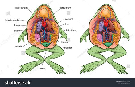 Frog And Human Anatomy Comparison