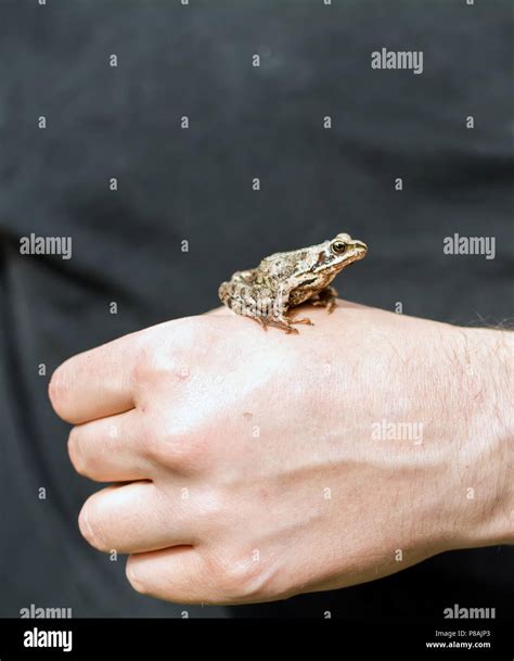 Frog And Slim