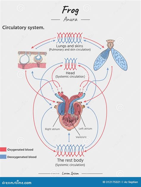 Frog Circulatory System