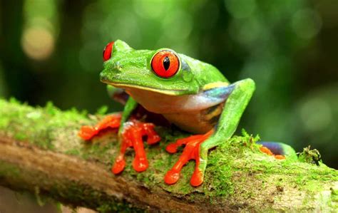 frog colors
