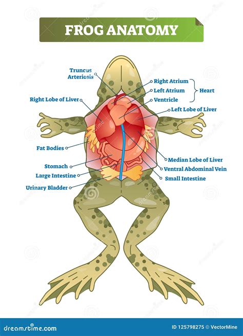 Frog Diagram Labeled