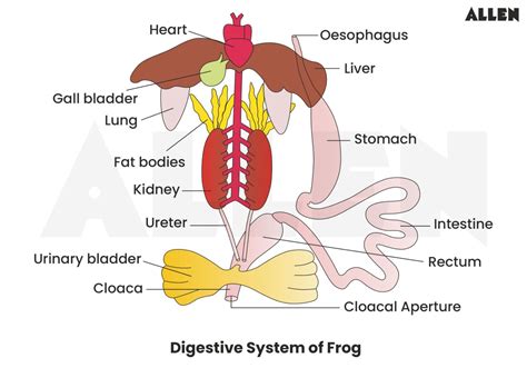 Frog Digestive System Diagram