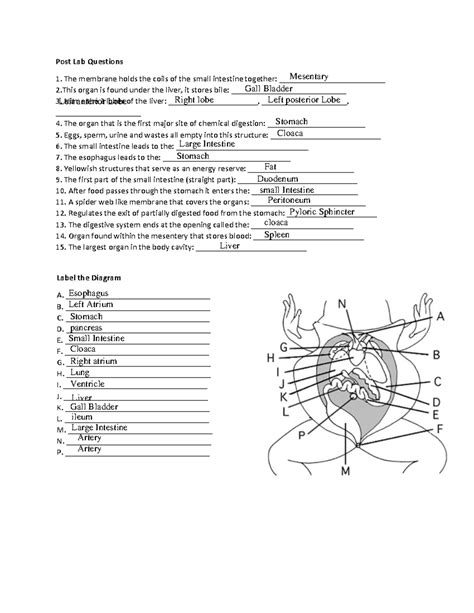 frog dissection analysis questions answers