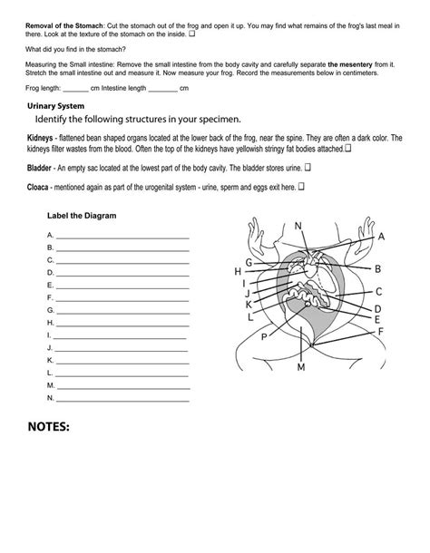 Frog Dissection Answer Key Amphibians
