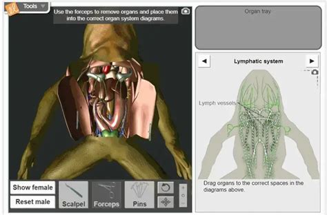 Frog Dissection Gizmo