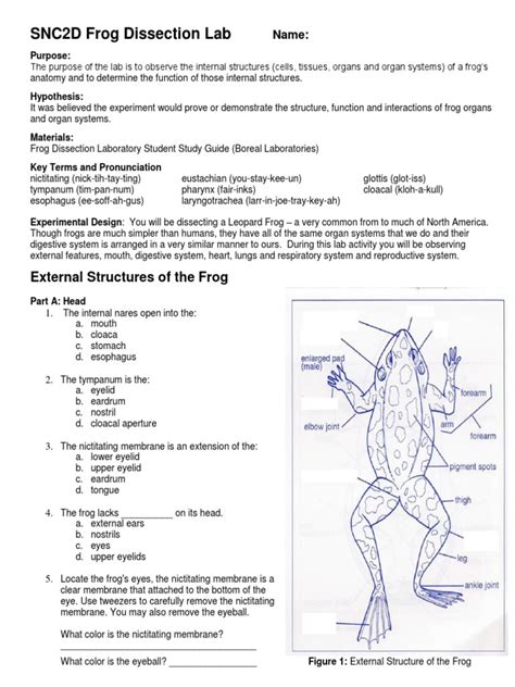 Frog Dissection Lab Answers Internal Anatomy Questions