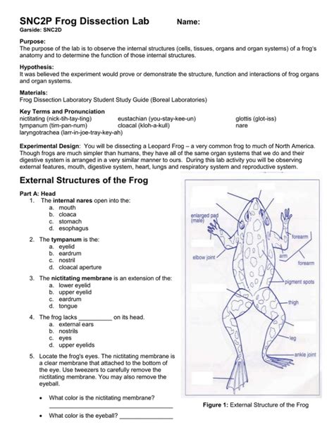Frog Dissection Lab Report