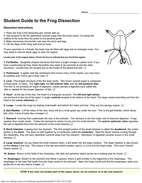 Frog Dissection Lab Report Proposal Cv Thesis From Squid Anatomy Worksheet - Squid Anatomy Worksheet
