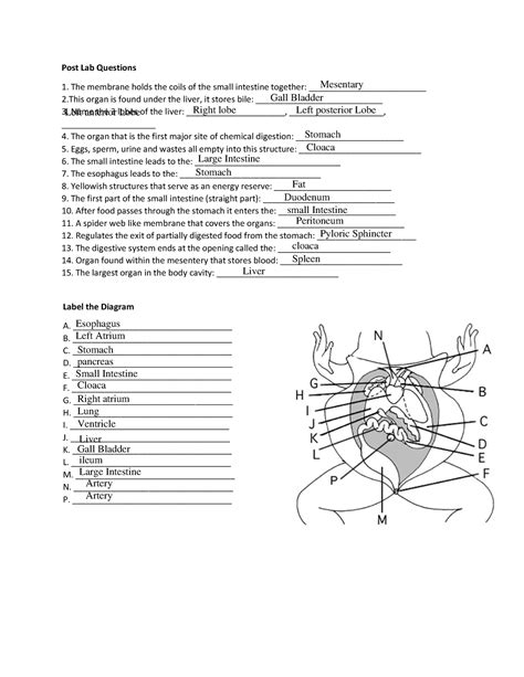 Frog Dissection Post Lab Questions