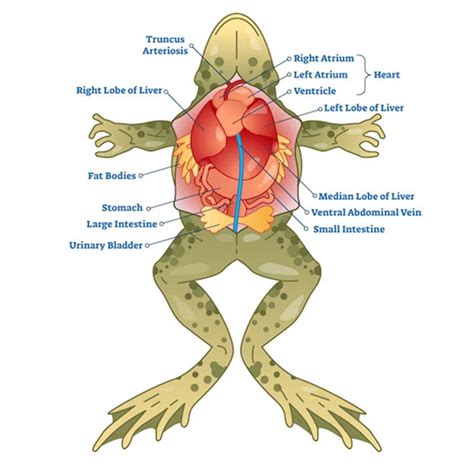 Frog Dissection Pre Lab
