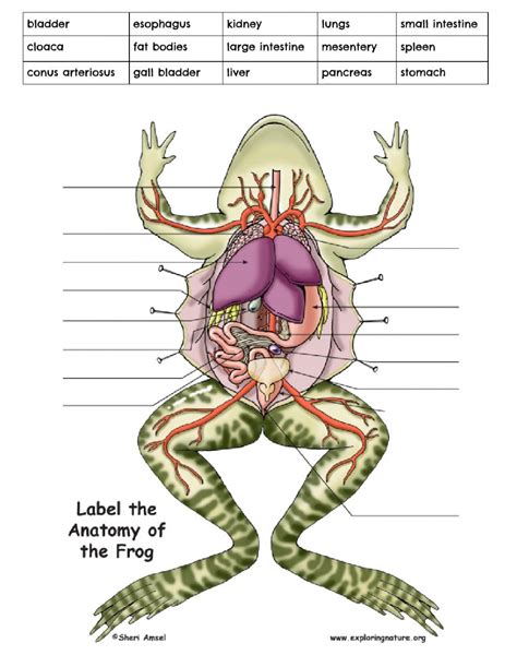 Frog Dissection Worksheet