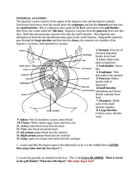 Frog Dissection Worksheet Answer Key Pdf