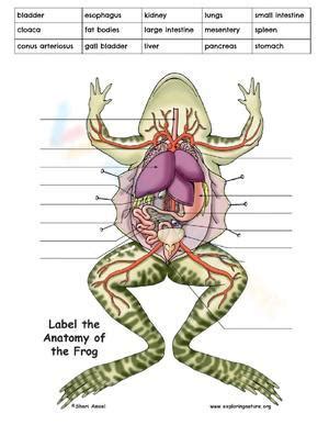 Frog Dissection Worksheet Answers Congressional Job Requirements Worksheet Answers - Congressional Job Requirements Worksheet Answers