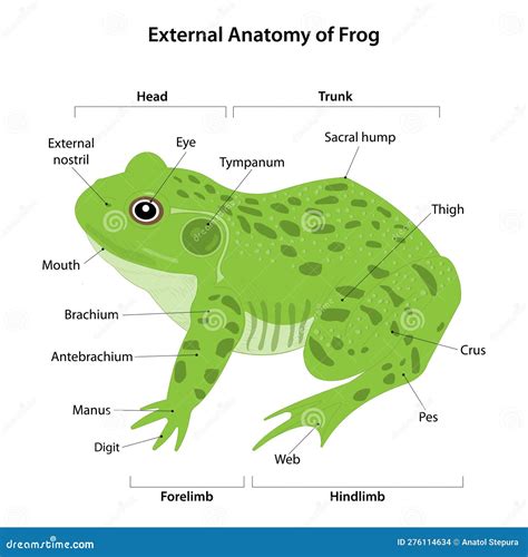 Frog External Anatomy