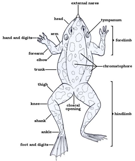 frog external anatomy answer