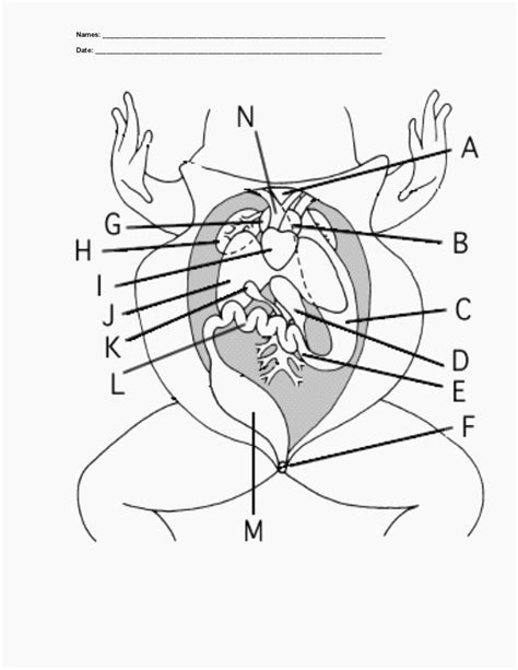frog external anatomy packet answers
