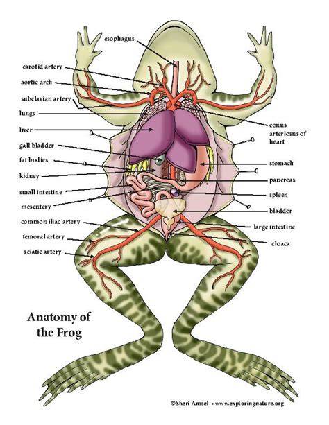 frog internal anatomy lab answers