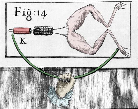 Frog Leg Electricity Experiment