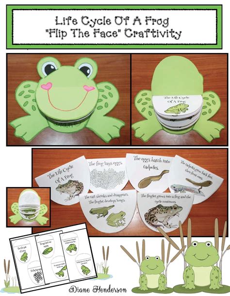 Frog Life Cycle Activities Fairy Poppins Life Cycle Of A Frog Activity - Life Cycle Of A Frog Activity