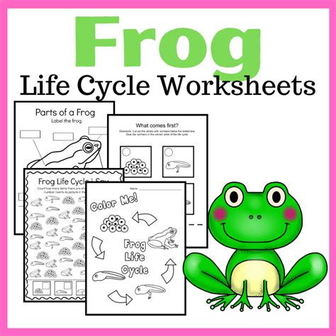 Frog Life Cycle Activities For Kindergarten With Free Life Cycle Of A Frog Activity - Life Cycle Of A Frog Activity