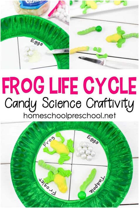 Frog Life Cycle Candy Science Craft Homeschool Preschool Frog Science Activities - Frog Science Activities