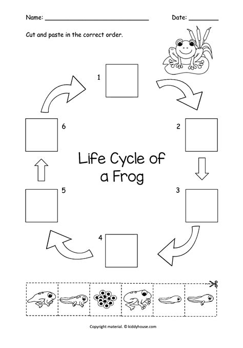 Frog Life Cycle Cut And Paste Worksheet By Frog Worksheet 1st Grade - Frog Worksheet 1st Grade