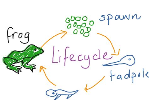 Frog Life Cycle Drawing At Getdrawings Free Download Life Cycle Of Frog Drawing - Life Cycle Of Frog Drawing