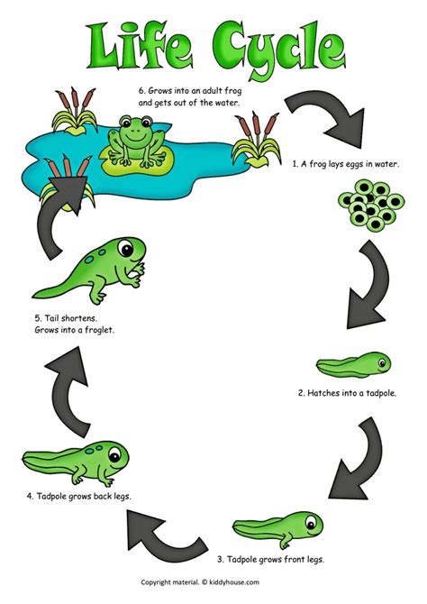 Frog Life Cycle For Kids Printable Set The Life Cycle Of A Frog Activity - Life Cycle Of A Frog Activity
