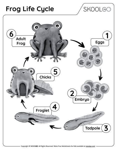 Frog Life Cycle Free Worksheet Skoolgo Frog Worksheet 1st Grade - Frog Worksheet 1st Grade